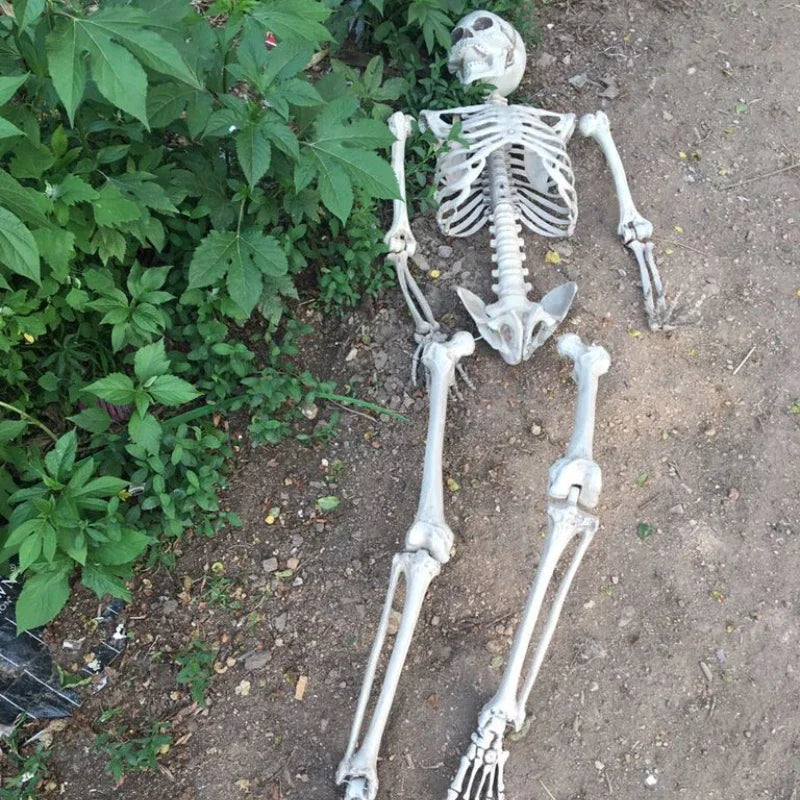 Halloween Skeleton