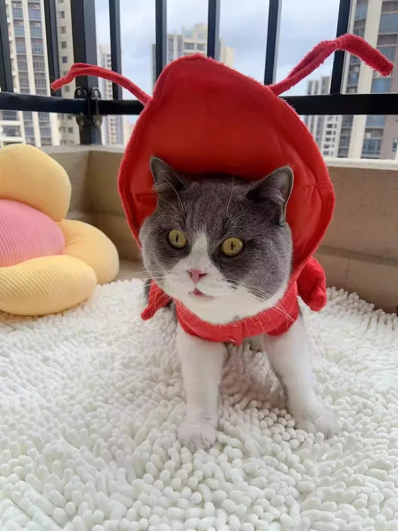 Pet Lobster Costume