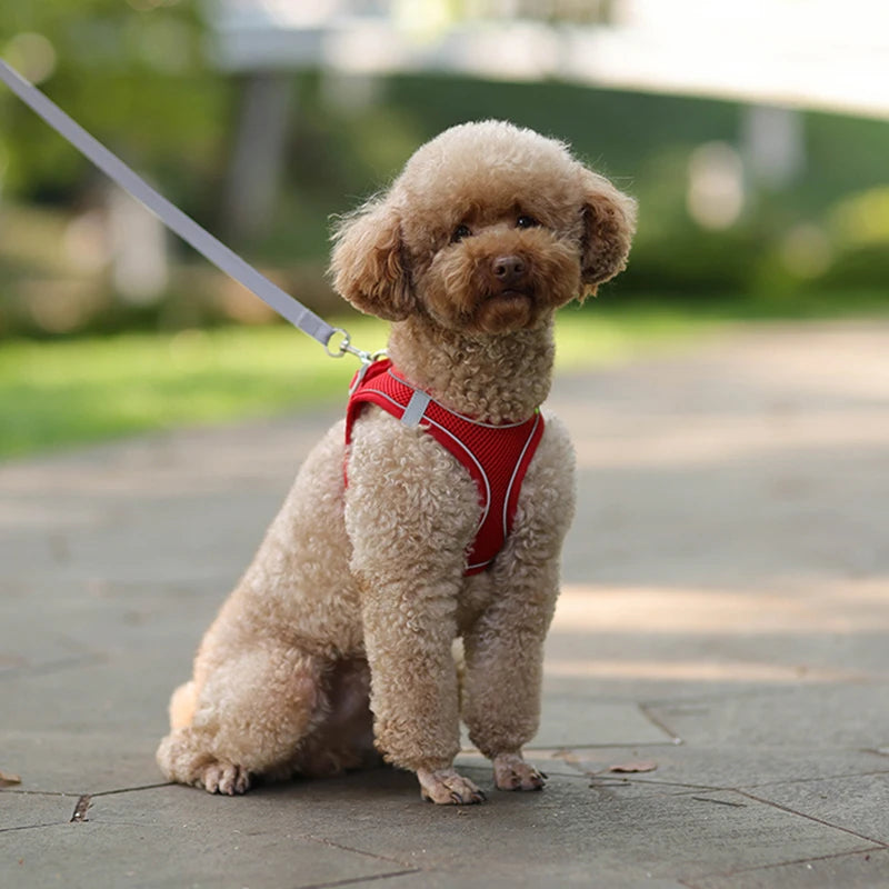 Dog Vest and Leash